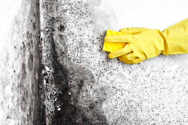 Best Black Mold Removal  in Lone Tree, CO