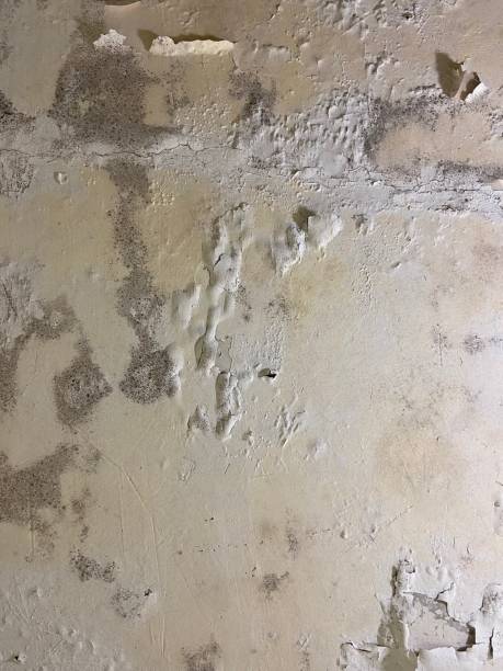 Best Residential Mold Removal  in Lone Tree, CO