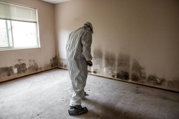 Best Attic Mold Removal  in Lone Tree, CO