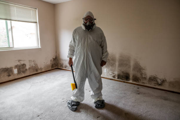 Best Certified Mold Removal  in Lone Tree, CO